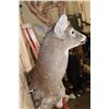 Image 6 : XL 18-Point WHITETAIL DEER Wall Pedestal