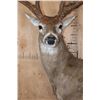 Image 7 : XL 18-Point WHITETAIL DEER Wall Pedestal