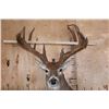 Image 8 : XL 18-Point WHITETAIL DEER Wall Pedestal