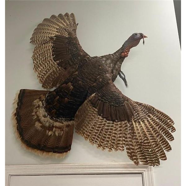 Huge "Flying" Eastern TURKEY Bird Mount with *Rare* and Unique 2 Beards!
