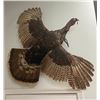 Image 1 : Huge "Flying" Eastern TURKEY Bird Mount with *Rare* and Unique 2 Beards!