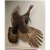 Image 3 : Huge "Flying" Eastern TURKEY Bird Mount with *Rare* and Unique 2 Beards!