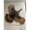 Image 4 : Huge "Flying" Eastern TURKEY Bird Mount with *Rare* and Unique 2 Beards!