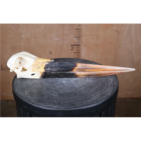 *Rarely Seen* XXL SADDLE BILLED STORK Skull