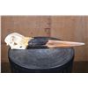 Image 1 : *Rarely Seen* XXL SADDLE BILLED STORK Skull