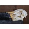 Image 4 : *Rarely Seen* XXL SADDLE BILLED STORK Skull