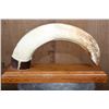 Image 8 : XXL Scrimshawed HIPPOPOTAMUS Tusk with Zebra Hide by Lovemore Loyd of Massina on a Wood Stand