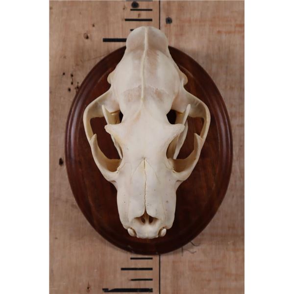*TEXAS RESIDENTS ONLY* XL LEOPARD Skull Mounted on a Wood Plaque
