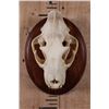 Image 1 : *TEXAS RESIDENTS ONLY* XL LEOPARD Skull Mounted on a Wood Plaque