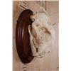 Image 2 : *TEXAS RESIDENTS ONLY* XL LEOPARD Skull Mounted on a Wood Plaque