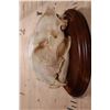 Image 3 : *TEXAS RESIDENTS ONLY* XL LEOPARD Skull Mounted on a Wood Plaque