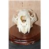 Image 4 : *TEXAS RESIDENTS ONLY* XL LEOPARD Skull Mounted on a Wood Plaque