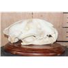Image 5 : *TEXAS RESIDENTS ONLY* XL LEOPARD Skull Mounted on a Wood Plaque