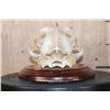 Image 6 : *TEXAS RESIDENTS ONLY* XL LEOPARD Skull Mounted on a Wood Plaque