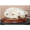 Image 7 : *TEXAS RESIDENTS ONLY* XL LEOPARD Skull Mounted on a Wood Plaque