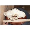 Image 8 : *TEXAS RESIDENTS ONLY* XL LEOPARD Skull Mounted on a Wood Plaque