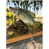 Image 3 : *Real Skin* LARGEMOUTH BASS, CRAPPIE, and BLUEGILL FISH on a Decorative Wood Base
