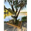 Image 5 : *Real Skin* LARGEMOUTH BASS, CRAPPIE, and BLUEGILL FISH on a Decorative Wood Base