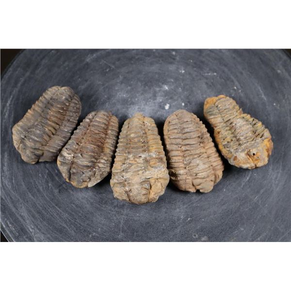 (5) Big TRILOBITE Fossil Specimens