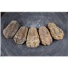 Image 1 : (5) Big TRILOBITE Fossil Specimens