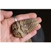 Image 2 : (5) Big TRILOBITE Fossil Specimens