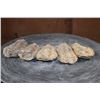 Image 3 : (5) Big TRILOBITE Fossil Specimens
