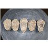 Image 4 : (5) Big TRILOBITE Fossil Specimens