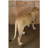 Image 10 : *TEXAS RESIDENTS ONLY* Life-sized AFRICAN LION on Bolts with No Base