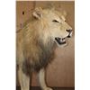 Image 11 : *TEXAS RESIDENTS ONLY* Life-sized AFRICAN LION on Bolts with No Base