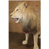 Image 12 : *TEXAS RESIDENTS ONLY* Life-sized AFRICAN LION on Bolts with No Base