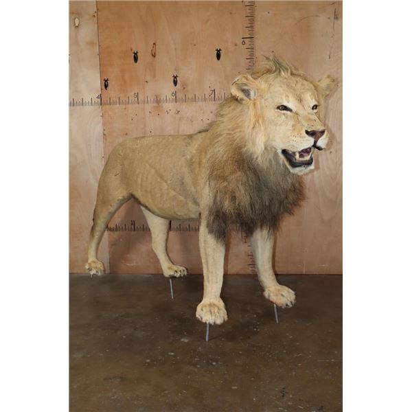 *TEXAS RESIDENTS ONLY* Life-sized AFRICAN LION on Bolts with No Base