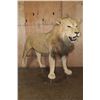 Image 1 : *TEXAS RESIDENTS ONLY* Life-sized AFRICAN LION on Bolts with No Base