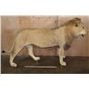 Image 2 : *TEXAS RESIDENTS ONLY* Life-sized AFRICAN LION on Bolts with No Base