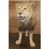 Image 3 : *TEXAS RESIDENTS ONLY* Life-sized AFRICAN LION on Bolts with No Base