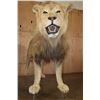 Image 4 : *TEXAS RESIDENTS ONLY* Life-sized AFRICAN LION on Bolts with No Base