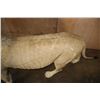 Image 7 : *TEXAS RESIDENTS ONLY* Life-sized AFRICAN LION on Bolts with No Base