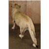 Image 9 : *TEXAS RESIDENTS ONLY* Life-sized AFRICAN LION on Bolts with No Base