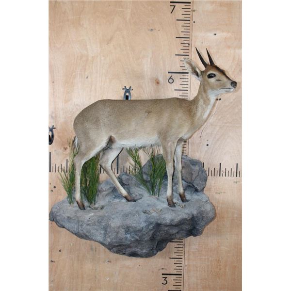 Life-sized East African BUSH DUIKER or COMMON DUIKER on a Decorative Rock Wall Hanging Base