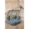 Image 1 : Life-sized East African BUSH DUIKER or COMMON DUIKER on a Decorative Rock Wall Hanging Base