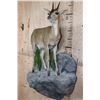 Image 2 : Life-sized East African BUSH DUIKER or COMMON DUIKER on a Decorative Rock Wall Hanging Base