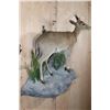 Image 3 : Life-sized East African BUSH DUIKER or COMMON DUIKER on a Decorative Rock Wall Hanging Base