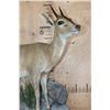 Image 4 : Life-sized East African BUSH DUIKER or COMMON DUIKER on a Decorative Rock Wall Hanging Base