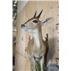 Image 5 : Life-sized East African BUSH DUIKER or COMMON DUIKER on a Decorative Rock Wall Hanging Base