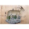 Image 6 : Life-sized East African BUSH DUIKER or COMMON DUIKER on a Decorative Rock Wall Hanging Base