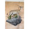 Image 7 : Life-sized East African BUSH DUIKER or COMMON DUIKER on a Decorative Rock Wall Hanging Base