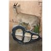 Image 8 : Life-sized East African BUSH DUIKER or COMMON DUIKER on a Decorative Rock Wall Hanging Base