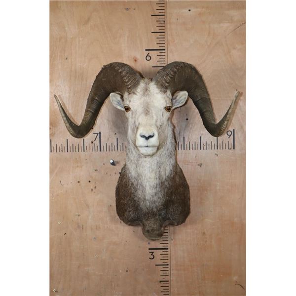 XL Huge STONE SHEEP Ram Shoulder Mount