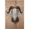 Image 1 : XL Huge STONE SHEEP Ram Shoulder Mount