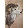 Image 2 : XL Huge STONE SHEEP Ram Shoulder Mount