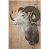 Image 3 : XL Huge STONE SHEEP Ram Shoulder Mount